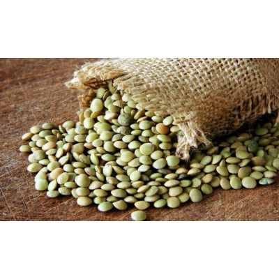 Для проращивания Чечевица зеленая